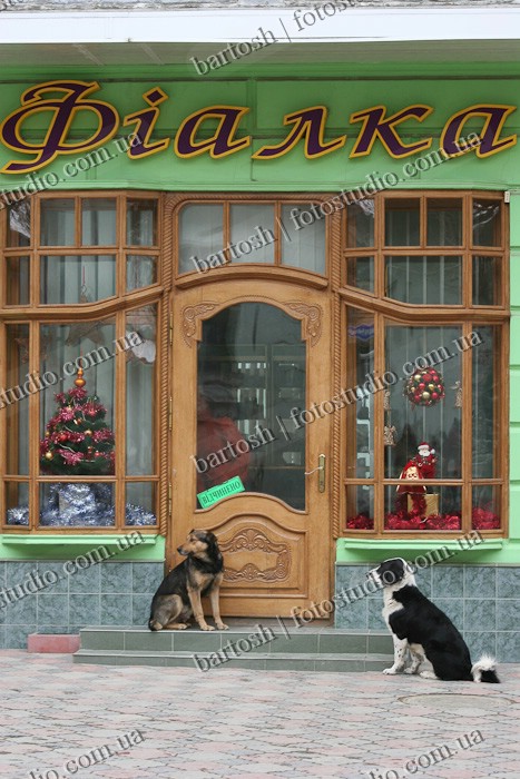 Собаки у магазина, город Чортков, Тернопольская область, Украина
