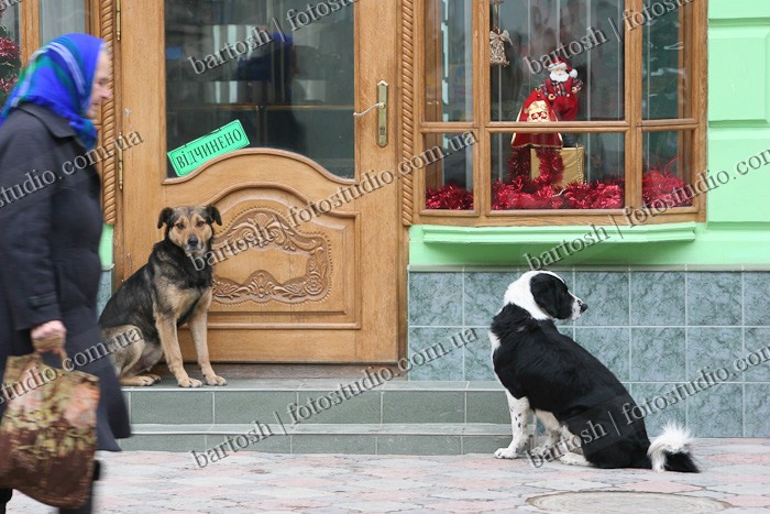 Собаки у входа в магазин, город Чортков, Тернопольская область, Украина