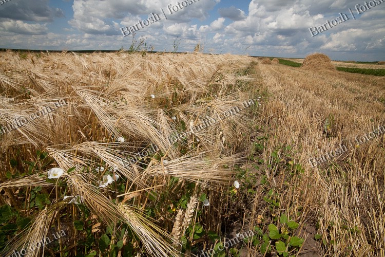 Ukraine, Украина. Острог. Скошенное сено в поле. Полесье