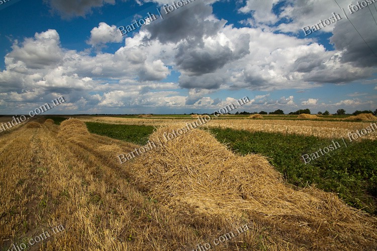 Ukraine, Украина. Острог. Скошенное сено в поле. Полесье