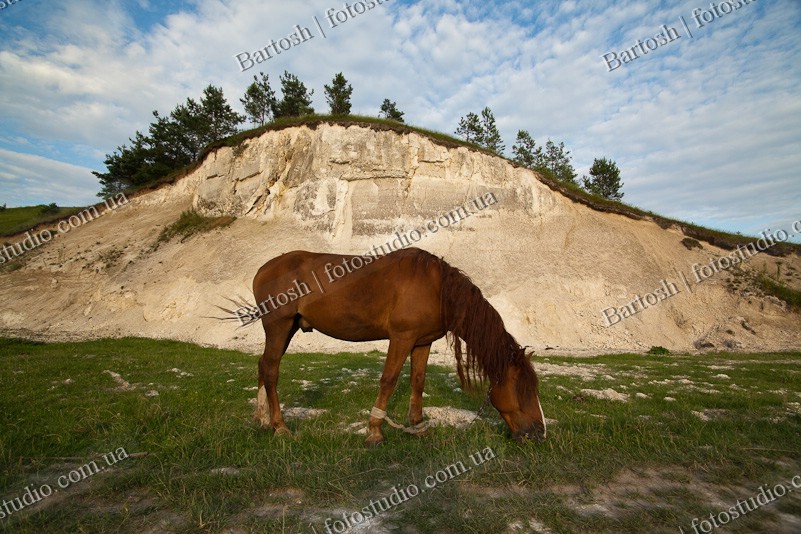 Ukraine, Украина. Сураж.  Лошадь пасется на фоне горы